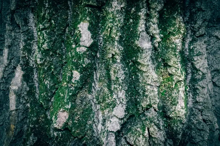 Rastresit zeleni prah moringe u poređenju na tamnoj drvenoj površini uz bočno svetlo
