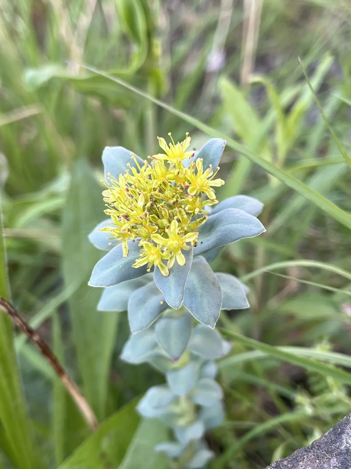 Rhodiola rosea biljka sa žutim cvetovima i sivkasto-zelenim mesnatim listovima, u prirodnom staništu