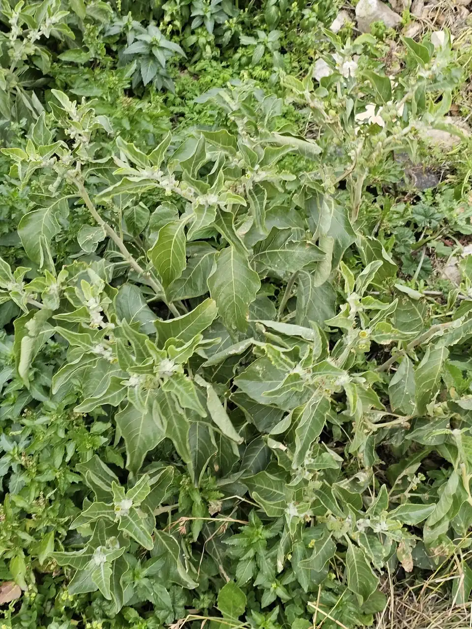 Biljka sa krupnim zelenim listovima i sitnim belim cvetovima raste na otvorenom terenu