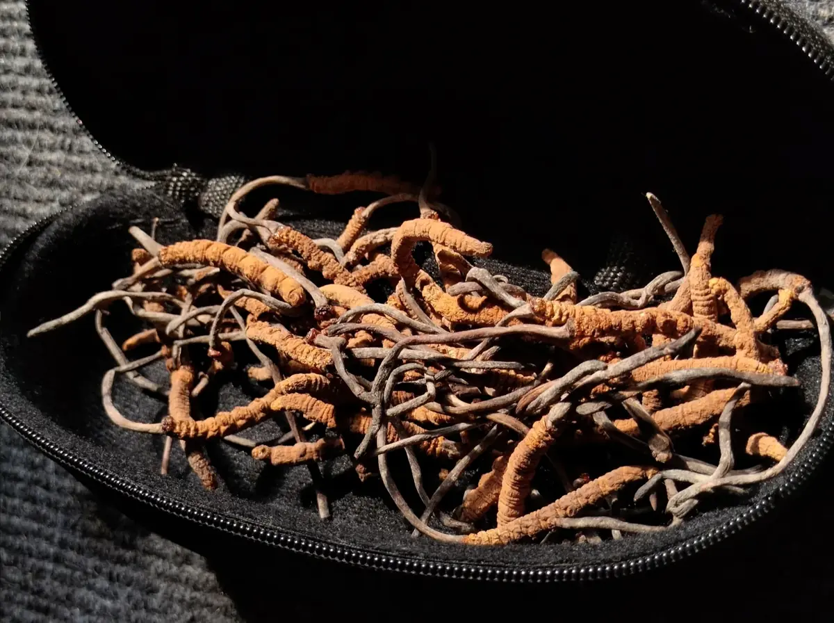 Suvi cordyceps gljive narandžasto-smeđe boje u crnoj putnoj torbici na tekstilnoj podlozi