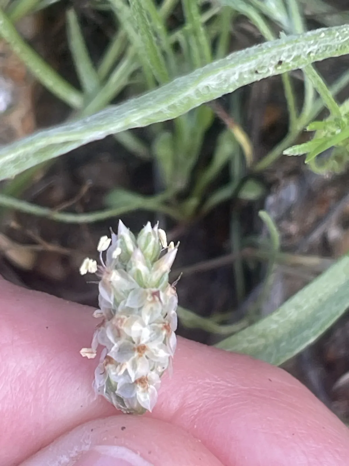 Prst drži cvetnu glavicu biljke Plantago sa uskim zelenim listovima, snimljeno na otvorenom