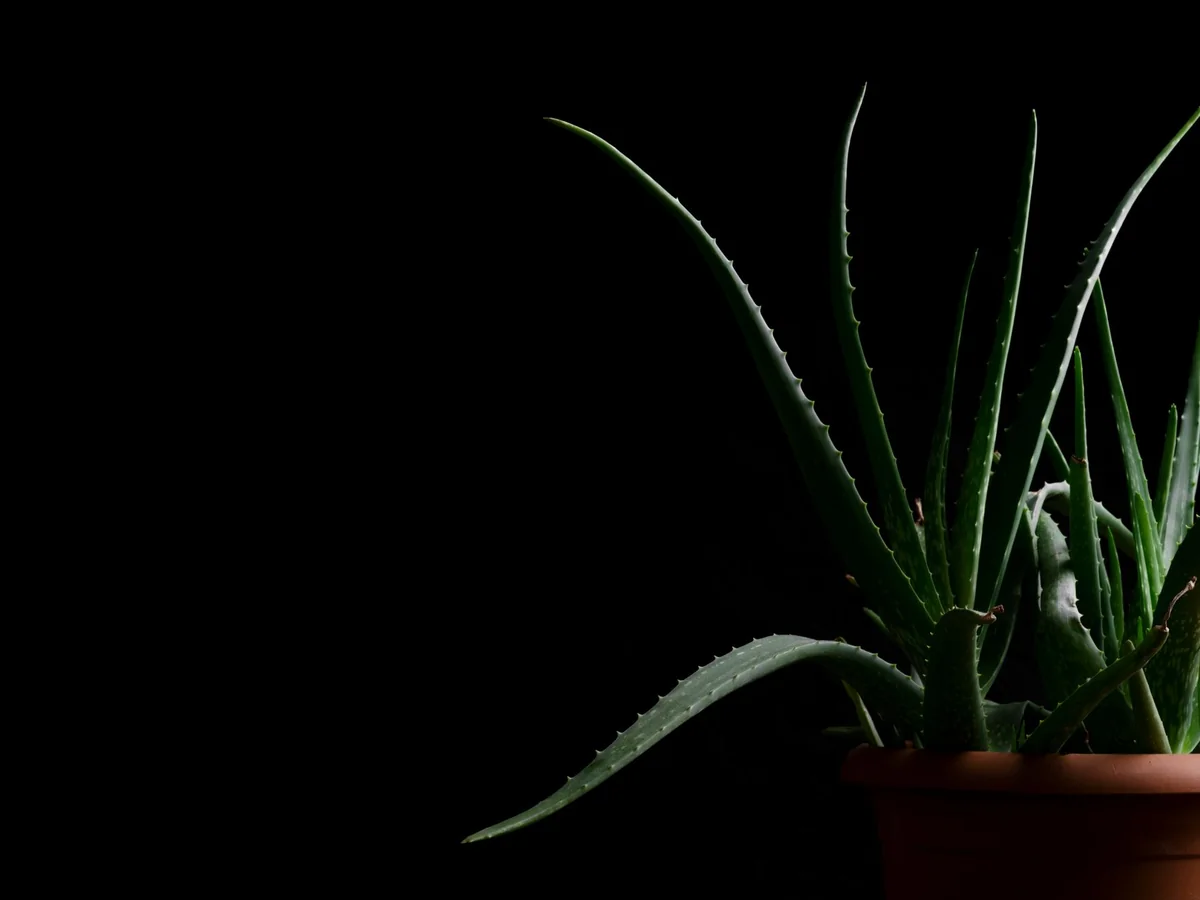 Aloe vera u terakota saksiji na tamnoj pozadini, osvetljena mekim svetlom sa strane