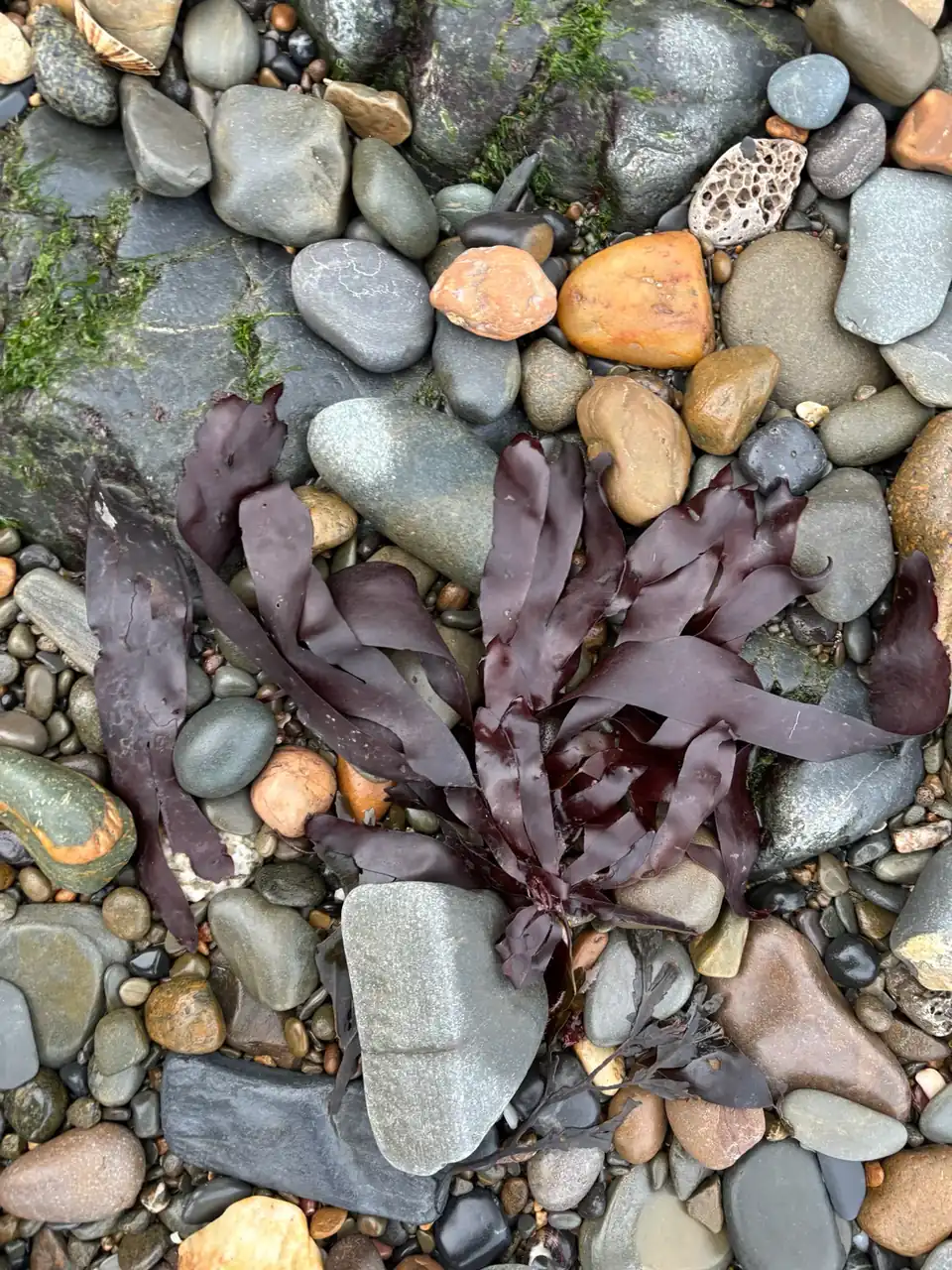 Sveža tamnocrvena dulse alga rasprostrta preko oblutaka na stenovitoj morskoj obali