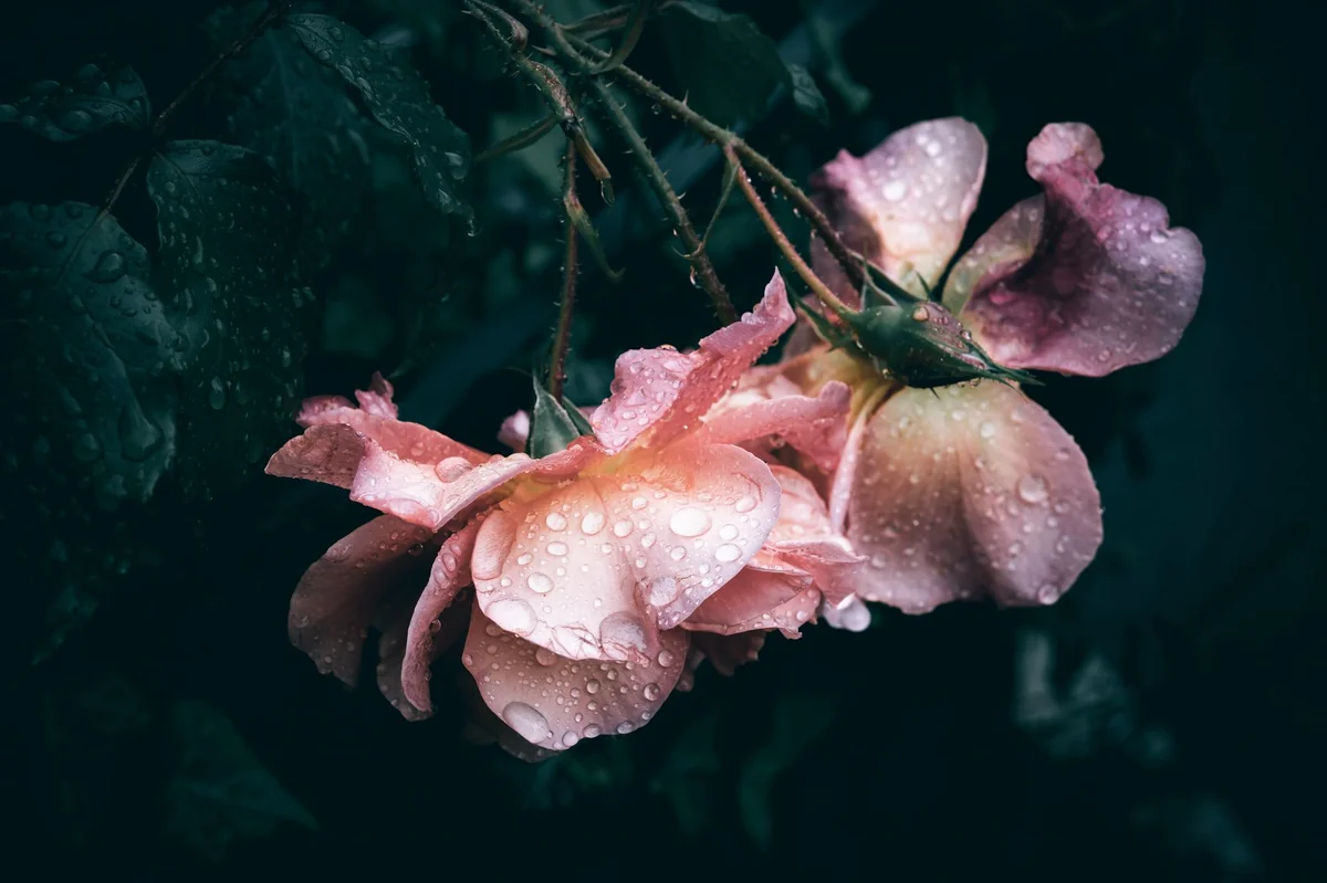 Grozd ružičastih ruža sa kapljicama rose na grani, tamna pozadina i meko večernje svetlo.