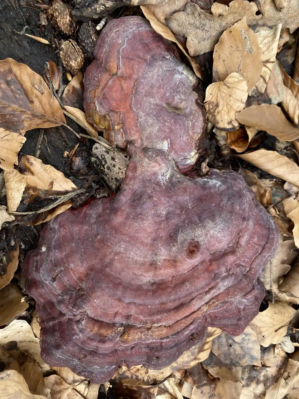 Divlja reishi gljiva raste na trulom panju među opalim lišćem u šumi, prirodno rasejano svetlo.